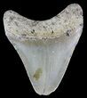 Bargain, Megalodon Tooth - North Carolina #54892-1